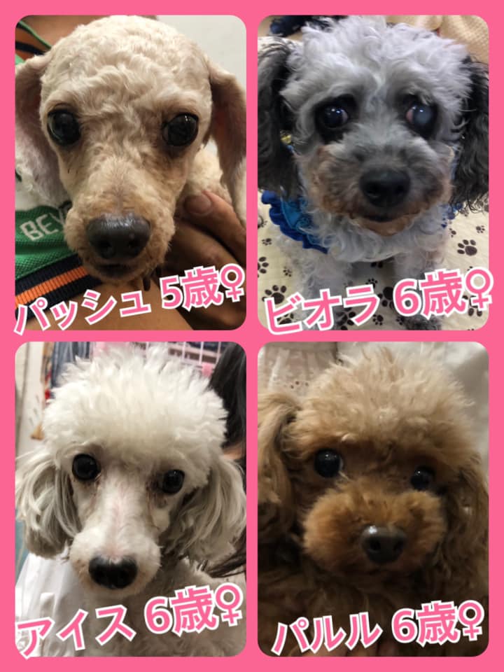 🐾今日の里親様募集中ワンコ🐶メンバーです🐾2020,6,26